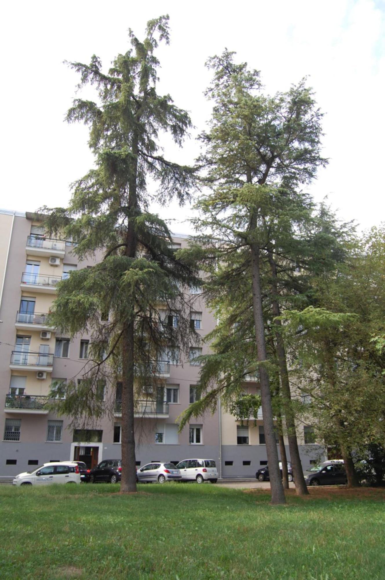 Bed and Breakfast Orchidea Bologna Esterno foto