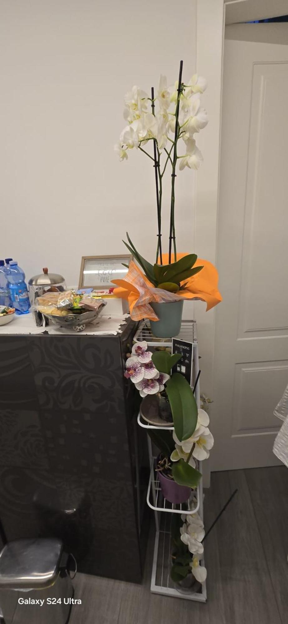 Bed and Breakfast Orchidea Bologna Esterno foto